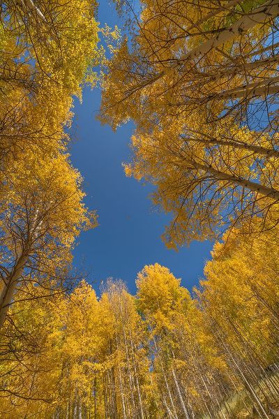 Jaynes Gallery 아티스트의 USA-Colorado-Uncompahgre National Forest Aspen tree grove in fall color작품입니다.
